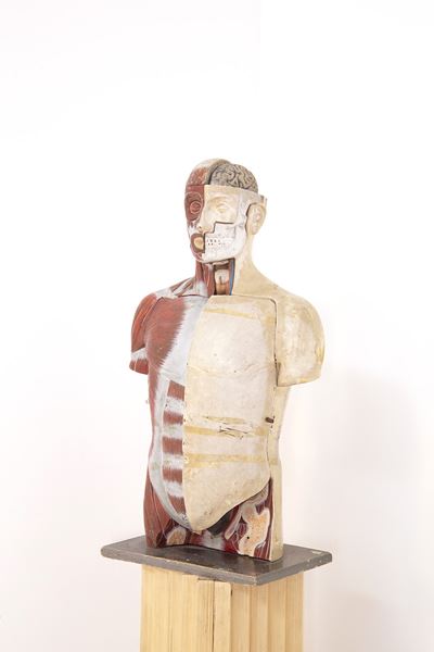 Busto Vintage Medico Didattico Anatomico By Paravia Torino
